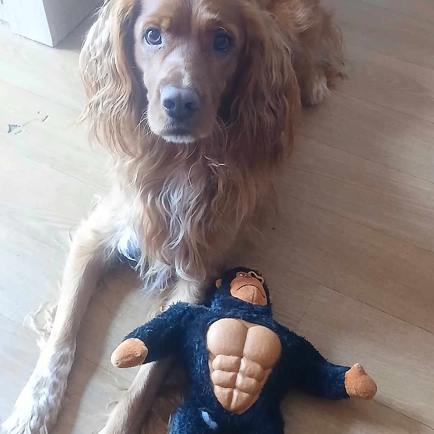 Tockyo a rejoint le concours — aidez-le/la à gagner de superbes lots ! animal, brown_fur, companion, cute, dog, domestic_animal, friendly, fur, golden_retriever, gorilla_toy, indoor, long_ears, looking_up, lying_down, mammal, pet, pet_toy, plush_toy, toy, wooden_floor