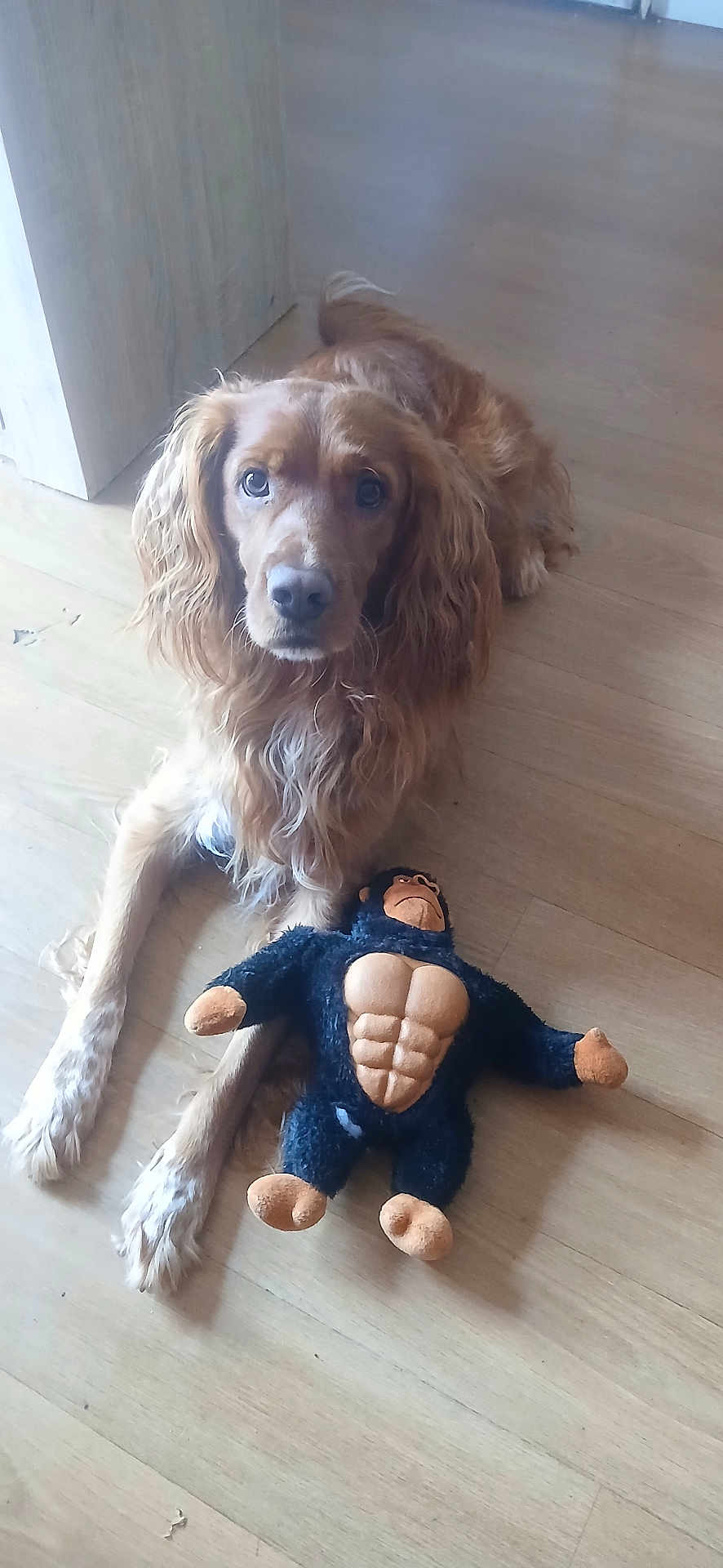 Tockyo a rejoint le concours — aidez-le/la à gagner de superbes lots ! animal, brown_fur, companion, cute, dog, domestic_animal, friendly, fur, golden_retriever, gorilla_toy, indoor, long_ears, looking_up, lying_down, mammal, pet, pet_toy, plush_toy, toy, wooden_floor