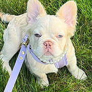 Lyla is registered to the contest to win money with this photo: dog, puppy, french_bulldog, grass, outdoor, pet, animal, leash, collar, harness, pearls, cute, young, canine, sitting, sunlight, nature, adorable, fluffy, ears