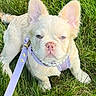 dog, puppy, french_bulldog, grass, outdoor, pet, animal, leash, collar, harness, pearls, cute, young, canine, sitting, sunlight, nature, adorable, fluffy, ears