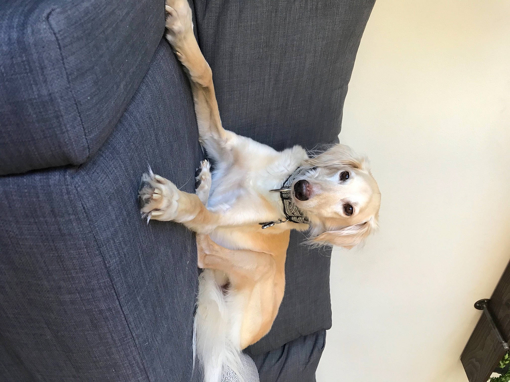 Felix is registered to the contest to win money with this photo: art, canidae, carnivore, comfort, companion_dog, dog, dog_breed, dog_collar, fawn, foot, fur, gesture, knee, paw, plant, sporting_group, tail, toy, wood, working_animal