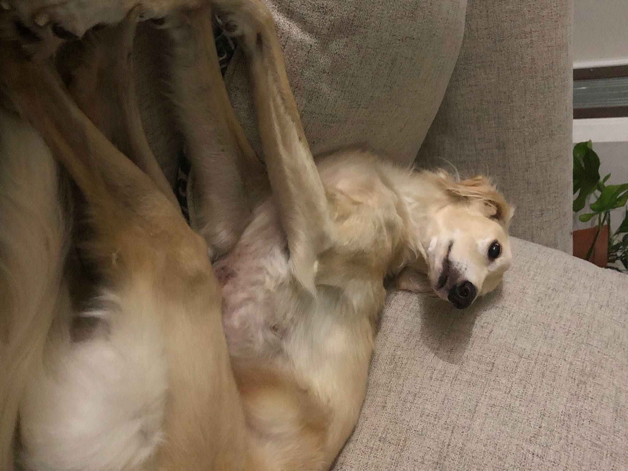 Felix is registered to the contest to win money with this photo: canidae, carnivore, claw, comfort, companion_dog, dog, dog_breed, fawn, felidae, fur, houseplant, nap, paw, plant, snout, sporting_group, tail, terrestrial_animal, whiskers, wildlife