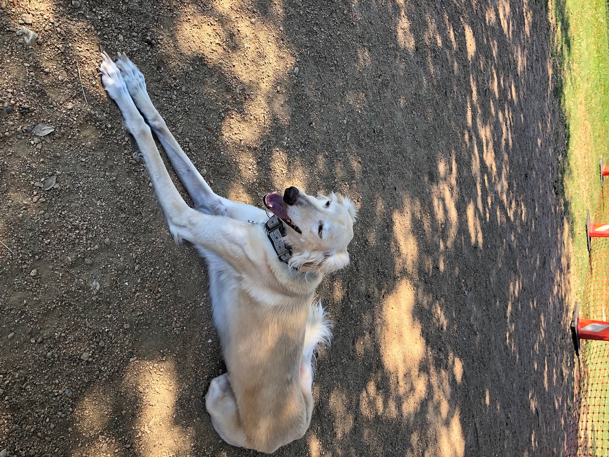 Felix is registered to the contest to win money with this photo: canidae, dog, dog_breed, fawn, fun, grass, leisure, plant, recreation, seabird, shadow, snout, soil, sporting_group, sunglasses, tail, tree, trunk, wildlife, wood