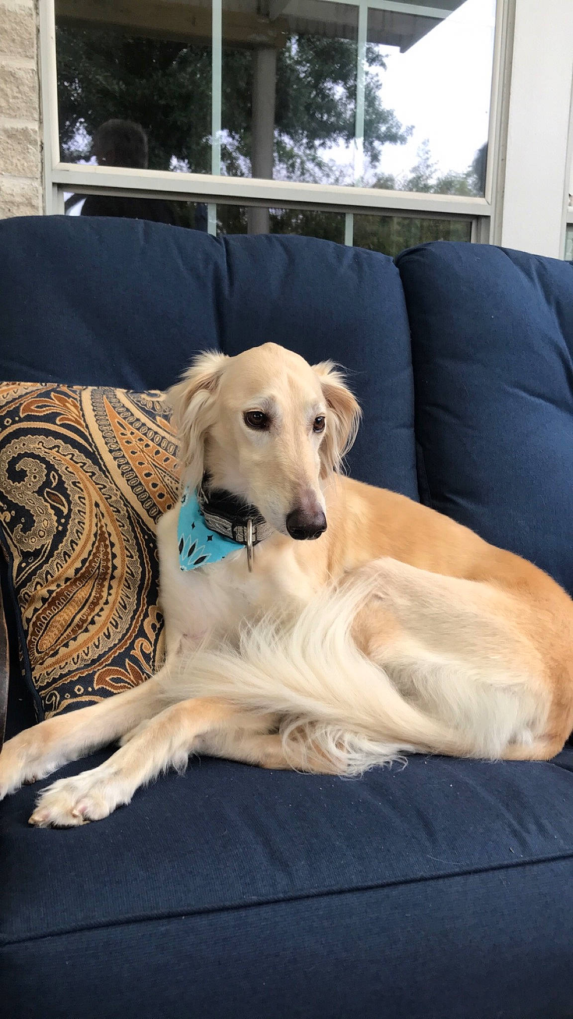 Felix is registered to the contest to win money with this photo: canidae, carnivore, chair, collar, comfort, companion_dog, couch, dog, dog_breed, dog_supply, fawn, flooring, furniture, hardwood, sighthound, sporting_group, terrestrial_animal, tree, wood, working_animal