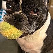 Bug joined the competition — help win amazing prizes! dog, boston_terrier, tennis_ball, pet, indoor, close_up, animal, playful, black_and_white, furry, cute, face, ears, whiskers, floor, domestic, standing, toy, expression, mouth