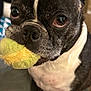 dog, boston_terrier, tennis_ball, pet, indoor, close_up, animal, playful, black_and_white, furry, cute, face, ears, whiskers, floor, domestic, standing, toy, expression, mouth