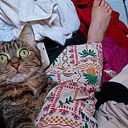 Alexia a rejoint le concours — aidez-le/la à gagner de superbes lots ! cat, tabby_cat, green_eyes, clothing, patterned_pants, bare_feet, fabric, pile_of_clothes, indoor, cozy, textile, feline, pet, relaxing, casual, colorful, soft_texture, domestic, comfort, resting