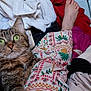 cat, tabby_cat, green_eyes, clothing, patterned_pants, bare_feet, fabric, pile_of_clothes, indoor, cozy, textile, feline, pet, relaxing, casual, colorful, soft_texture, domestic, comfort, resting