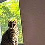 Matilda is registered to the contest to win money with this photo: animal, bokeh, cat, cozy, ears, feline, foliage, green_background, home, indoor, looking_at_camera, pet, portrait, sitting, sunlight, tabby_cat, wall, whiskers, window, windowsill