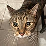 blurred_background, brown_tabby, cat, close_up, curious, cute, domestic_cat, ears, face, feline, fur, green_eyes, indoor, looking_up, nose, pet, portrait, tabby_cat, tile_floor, whiskers