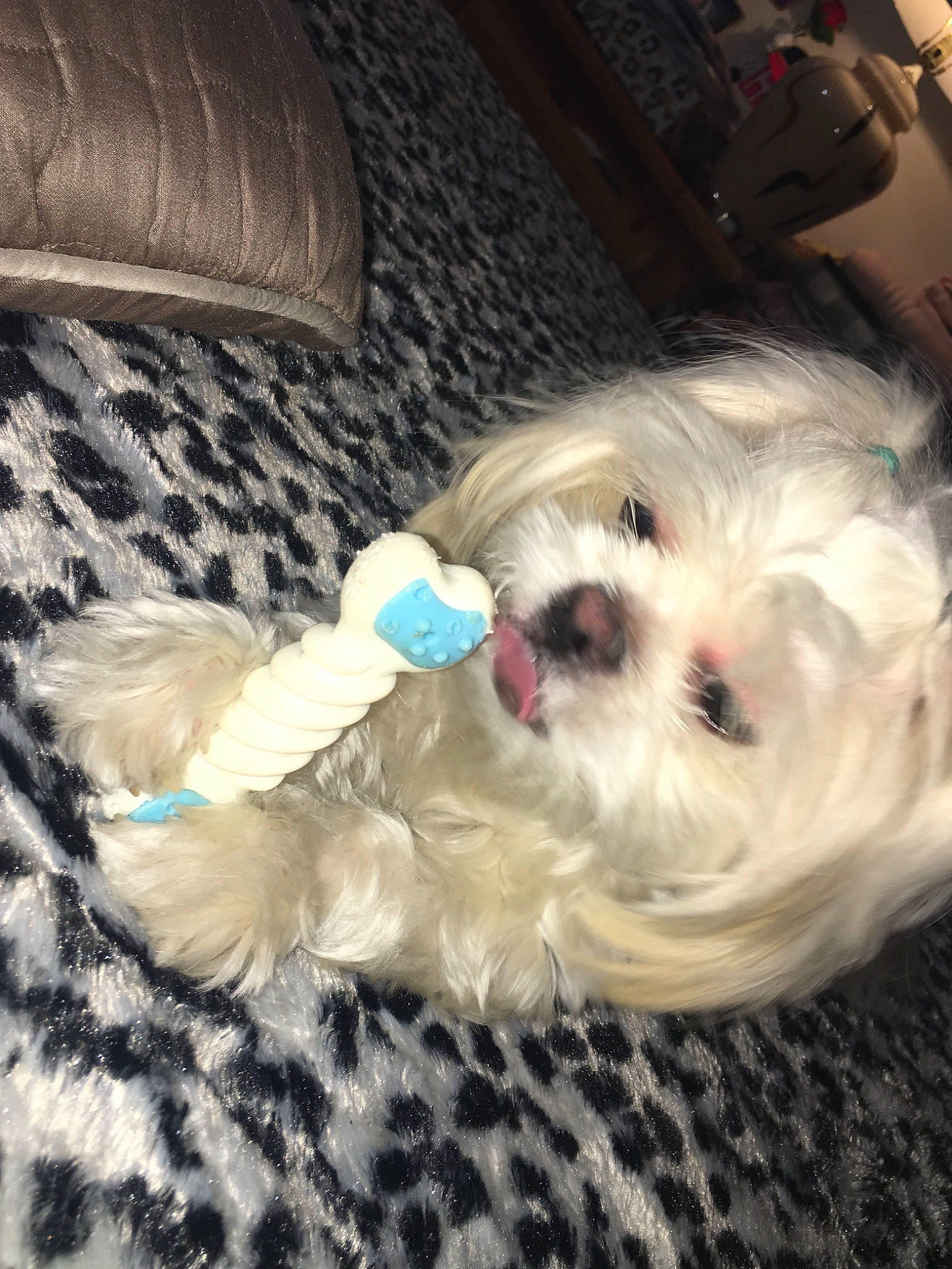 Perla Cerrato is registered to the contest to win money with this photo: bichon, bolonka, canidae, carnivore, chinese_imperial_dog, companion_dog, dog, dog_breed, havanese, kyi_leo, lhasa_apso, mal_shi, maltepoo, maltese, mammal, morkie, puppy, puppy_love, schnoodle, shih_tzu