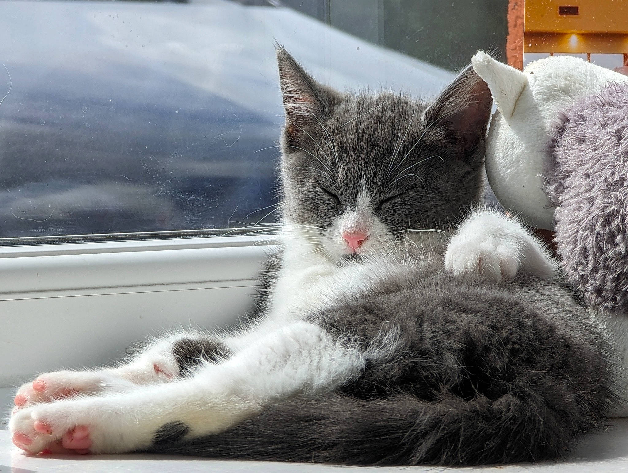 Fern joined the competition — help win amazing prizes! carnivore, cat, claw, comfort, domestic_short_haired_cat, felidae, fur, grey, paw, small_to_medium_sized_cats, snout, tail, whiskers, window, windshield