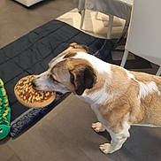 Asombro participe au concours pour gagner de l'argent avec cette photo : dog, toy, donut, indoor, floor, blanket, crocodile_toy, furniture, chair, table, pet, animal, brown, white, standing, mouth, playful, home, domestic, canine