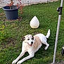 Asombro participe au concours pour gagner de l'argent avec cette photo : dog, grass, garden, potted_plant, red_leaves, white_object, outdoor, concrete_path, rusty_pole, pet, animal, lawn, relaxed, daylight, canine, nature, plant_pot, yard, smiling_dog, resting