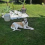 dog, grass, garden, potted_plant, greenery, outdoor, sunlight, relaxing, nature, plant, tree, shrub, yard, daytime, canine, pet, lawn, summer, flora, peaceful