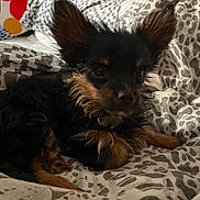 Venom a rejoint le concours — aidez-le/la à gagner de superbes lots ! animal, bed, bedding, black_and_brown, close_up, cozy, cute, dog, domestic, ears, fluffy, fur, indoor, looking_at_camera, lying_down, patterned_bedspread, pet, puppy, resting, small_dog
