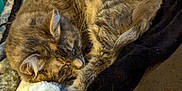 Ash joined the competition — help win amazing prizes! animal, blanket, cat, comfort, cozy, curled_up, cute, domestic, feline, fur, indoor, mammal, nap, pet, relaxation, resting, sleeping, soft, tabby, warm