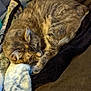 cat, tabby, sleeping, curled_up, fur, blanket, cozy, resting, indoor, pet, animal, soft, warm, relaxation, feline, comfort, cute, mammal, domestic, nap