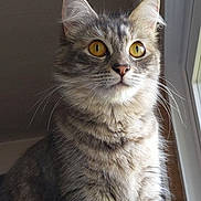 Ash is registered to the contest to win money with this photo: cat, tabby, amber_eyes, fluffy_fur, window, natural_light, pet, animal, feline, indoor, portrait, curious, whiskers, close_up, mammal, looking_away, soft_light, domestic_cat, ears, sitting