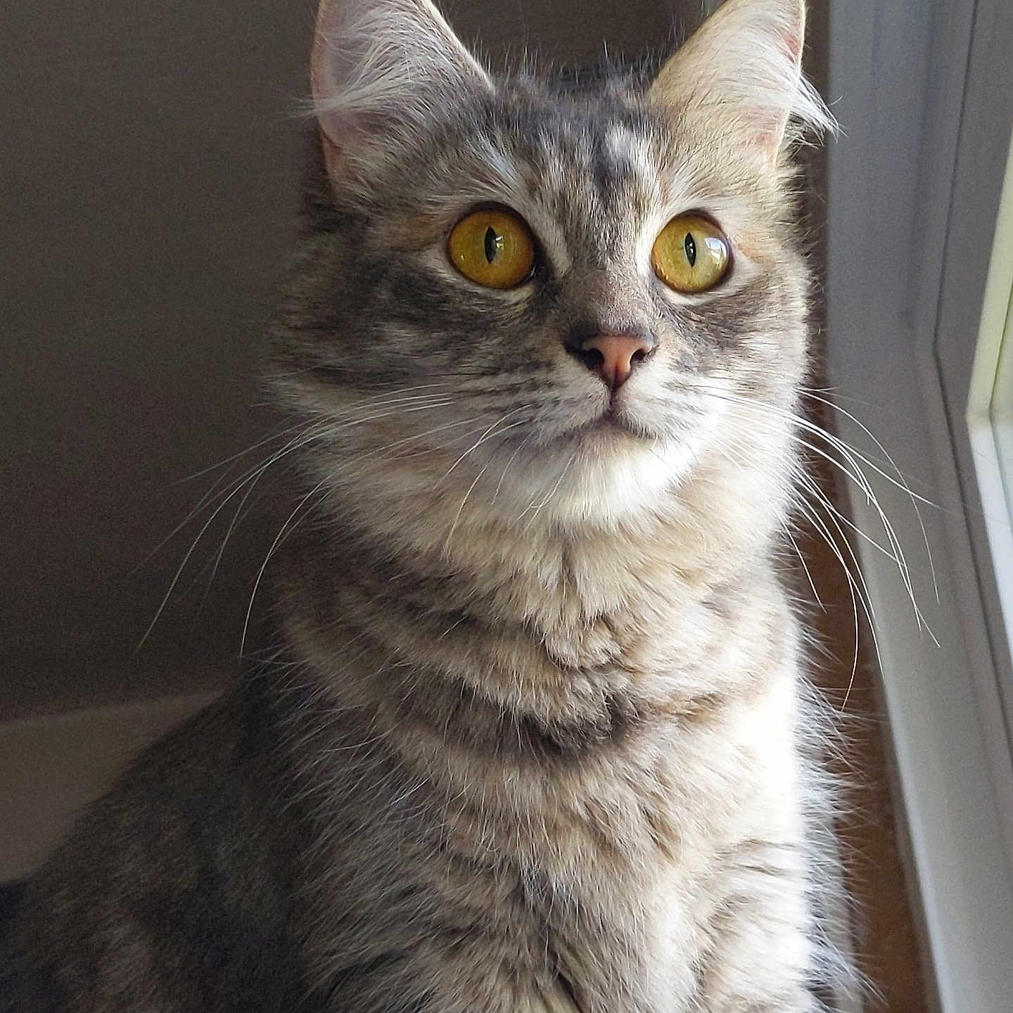Ash is registered to the contest to win money with this photo: amber_eyes, animal, cat, close_up, curious, domestic_cat, ears, feline, fluffy_fur, indoor, looking_away, mammal, natural_light, pet, portrait, sitting, soft_light, tabby, whiskers, window