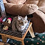 cat, tabby, basket, wooden_table, couch, scratching_post, feather_toy, indoor, carpet, furniture, pet, curious, alert, yellow_eyes, cozy, domestic, animal, furry, sitting, household
