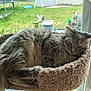 cat, tabby, gray_cat, feline, pet, cat_bed, cozy, window, indoor, relaxed, sleepy, fur, fluffy, animal, home, resting, greenery, backyard, daylight, leisure