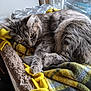 cat, tabby, gray_cat, feline, pet, animal, sleeping, resting, blanket, plaid, yellow, cozy, indoor, window, natural_light, fur, paw, whiskers, relaxed, comfort