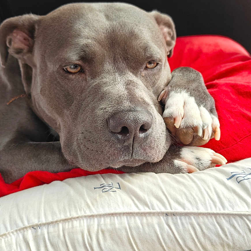 Diesel joined the competition — help win amazing prizes! animal, bed, blanket, bulldog, canine, couch, cushion, dog, furniture, homedecor, hound, labradorretriever, linen, person, pet, pitbull, pointer, puppy, sleeping, snout
