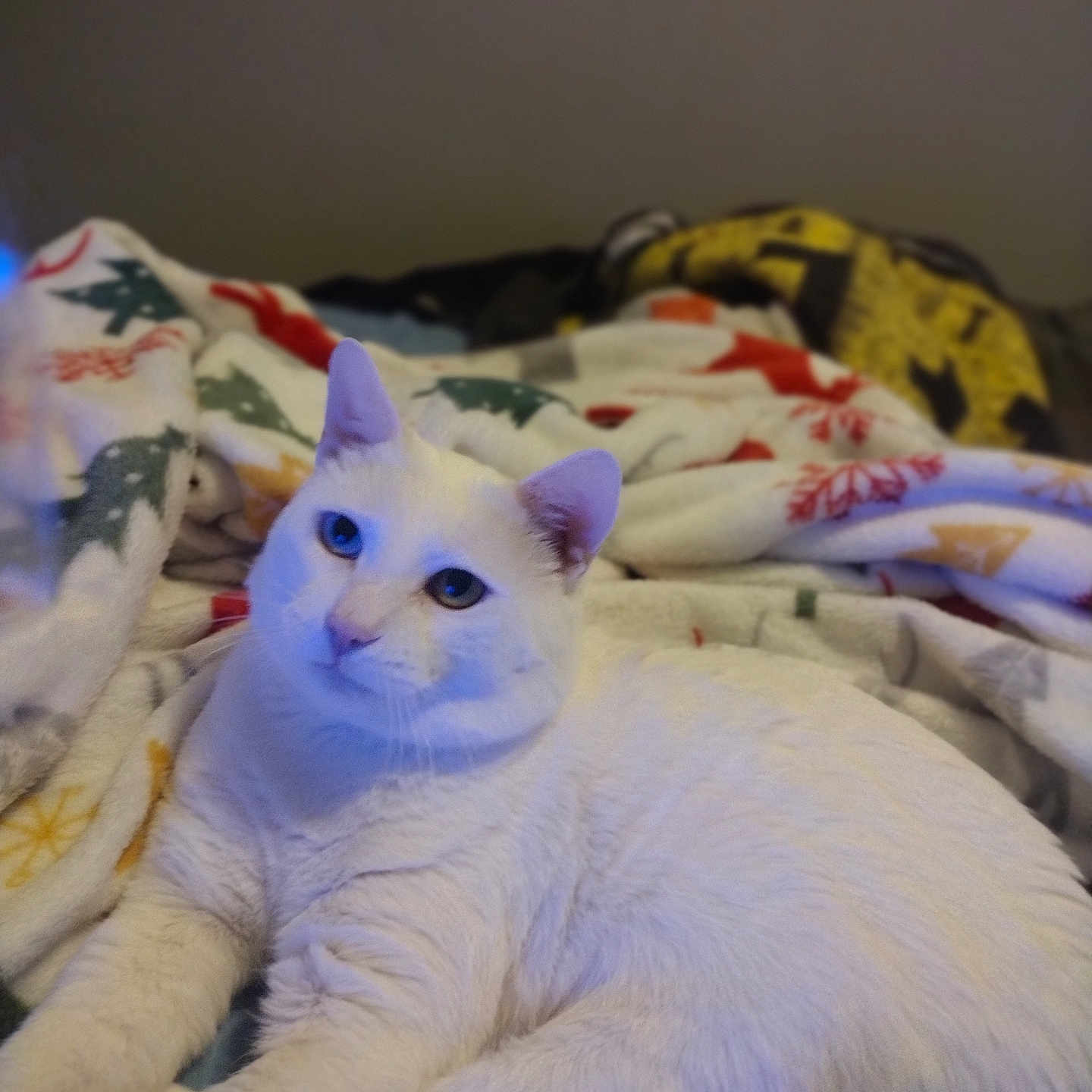 Ace joined the competition — help win amazing prizes! animal, bed, blanket, calm, cat, comfort, cozy, cute, domestic_animal, feline, fur, home, indoor, mammal, pet, relaxing, resting, sleeping_area, soft, white_cat