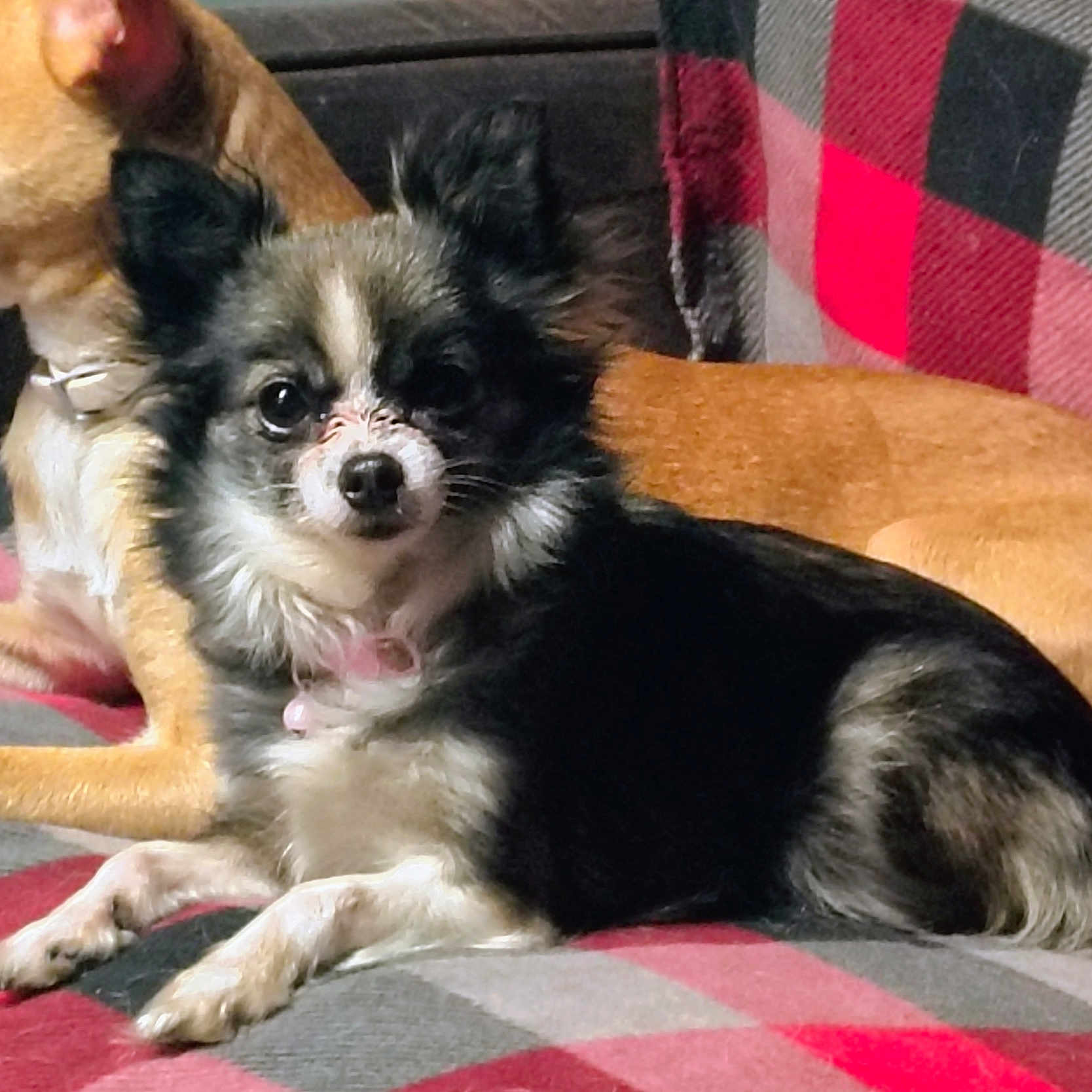 Karma Lee is registered to the contest to win money with this photo: animal, black_and_white_dog, canine, companion, cozy, cute, dog, domestic_animal, friendship, fur, indoor, lying_down, pet, plaid_blanket, relaxed, resting, small_dog, soft_texture, tan_dog, warm_lighting