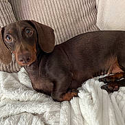 Hope participe au concours pour gagner de l'argent avec cette photo : animal, blanket, brown_coat, companion, cozy, cushion, cute, dachshund, dog, ears, fur, home, indoor, looking, lying_down, paw, pet, relaxed, resting, snout