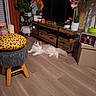 Reo a rejoint le concours — aidez-le/la à gagner de superbes lots ! cat, fluffy_cat, long_hair, white_cat, brown_markings, pet, animal, lying_down, indoor, living_room, home_decor, television, tv_console, wood_floor, houseplants, orchids, flowers, ottoman, leopard_print, furniture