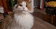 Reo participe au concours pour gagner de l'argent avec cette photo : cat, fluffy_cat, long_hair, white_fur, ginger_fur, pet, animal, portrait, sitting, indoors, living_room, rug, curtains, houseplant, furniture, leopard_print, stool, wood_floor, looking_at_camera, cozy