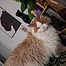 cat, fluffy_cat, long_hair, orange_and_white, pet, animal, portrait, indoors, home, decor, plants, artwork, figurines, sitting, looking_at_camera, fur, whiskers, ears, cushion, vertical_photo