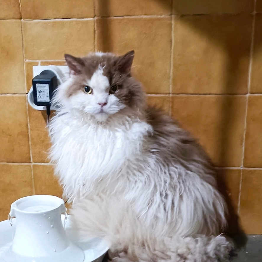 Reo a rejoint le concours — aidez-le/la à gagner de superbes lots ! cat, fluffy_cat, long_hair, white_fur, gray_fur, pet, animal, sitting, portrait, indoors, bathroom, tile_wall, brown_tiles, water_bowl, food_bowl, floor, fur, whiskers, blue_eyes, domestic_cat
