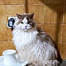 Reo participe au concours pour gagner de l'argent avec cette photo : cat, fluffy, long_hair, gray_and_white, pet, animal, sitting, portrait, indoors, bathroom, tiles, ceramic, bowl, water, floor, wall, plug, mysterious, alert, photography