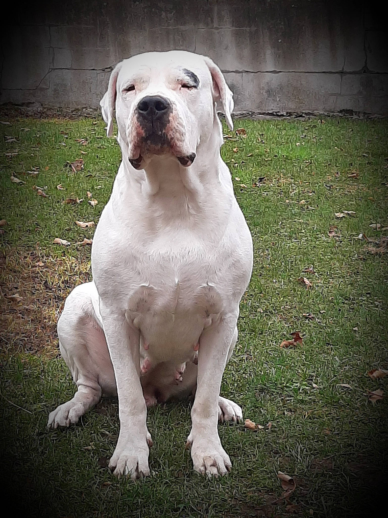 Nanouk a rejoint le concours — aidez-le/la à gagner de superbes lots ! canidae, carnivore, companion_dog, dog, dog_breed, dogo_guatemalteco, foot, grass, non_sporting_group, pit_bull, skin, snout, sporting_group, terrestrial_animal, whiskers, working_animal, working_dog