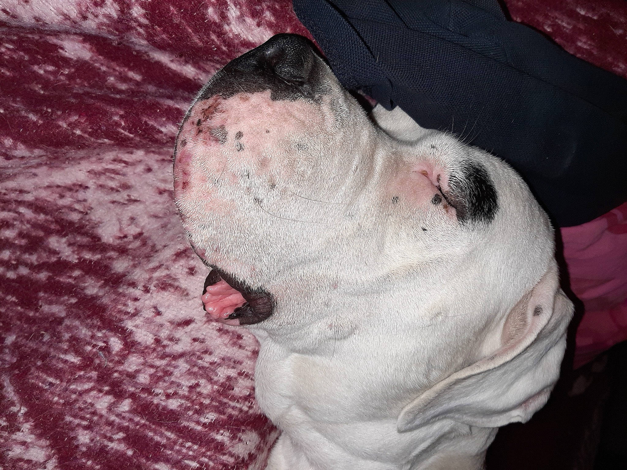 Nanouk participe au concours pour gagner de l'argent avec cette photo : canidae, carnivore, companion_dog, cordoba_fighting_dog, dog, dog_breed, dogo_argentino, dogo_guatemalteco, fawn, flesh, liver, molosser, non_sporting_group, old_english_bulldog, organ, pink, skin, snout, sporting_group, working_dog