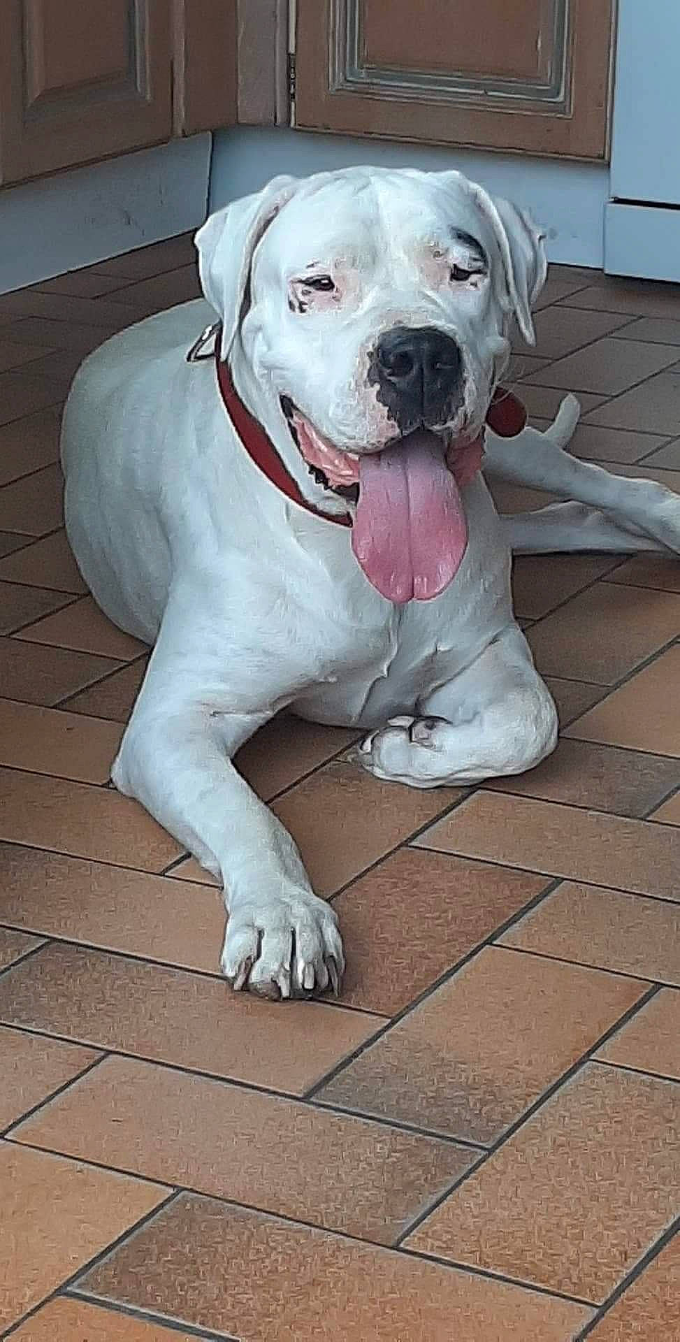 Nanouk participe au concours pour gagner de l'argent avec cette photo : canidae, carnivore, collar, companion_dog, dog, dog_breed, dog_collar, dog_supply, dogo_guatemalteco, fawn, floor, flooring, foot, pet_supply, snout, sporting_group, tile, whiskers, working_animal, working_dog