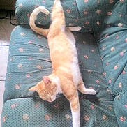 MaMaow participe au concours pour gagner de l'argent avec cette photo :