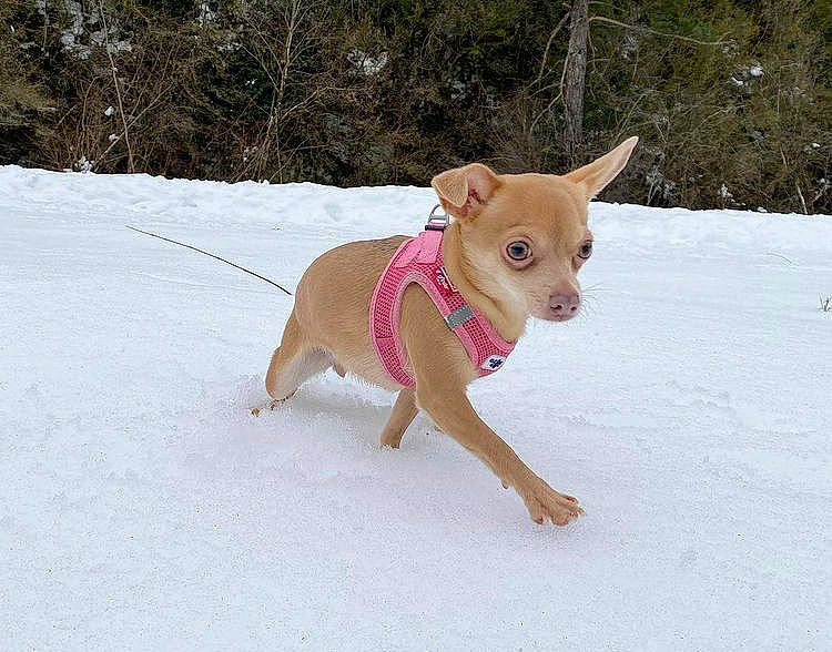 Poupette a rejoint le concours — aidez-le/la à gagner de superbes lots ! carnivore, collar, companion_dog, dog, dog_breed, dog_clothes, dog_collar, dog_supply, dog_walking, fashion_accessory, fawn, leash, paw, pet_supply, snow, sporting_group, tail, tree, winter, working_animal