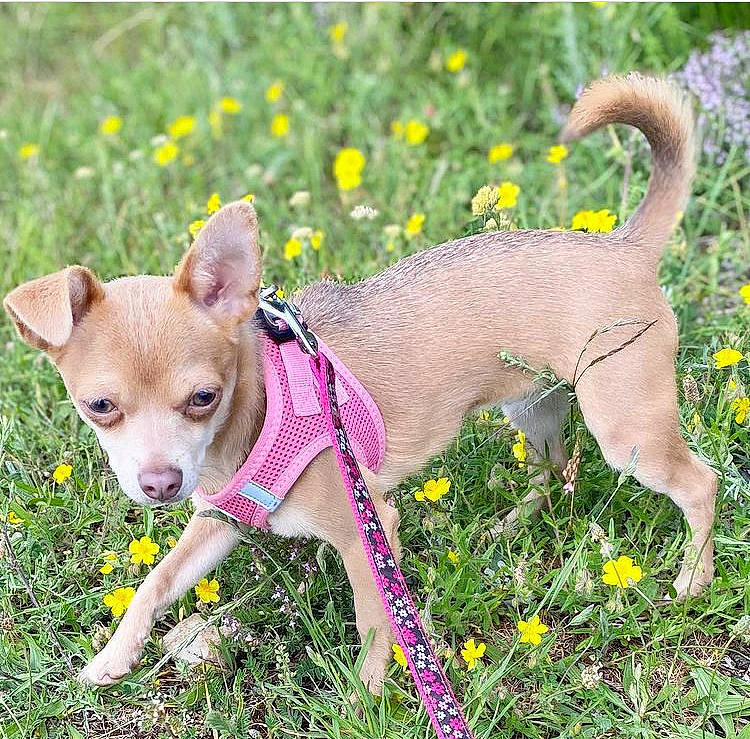 Poupette a rejoint le concours — aidez-le/la à gagner de superbes lots ! canidae, carnivore, chihuahua, collar, companion_dog, dog, dog_breed, dog_clothes, dog_supply, fashion_accessory, fawn, flower, grass, groundcover, plant, snout, sporting_group, tail, terrestrial_animal, working_animal