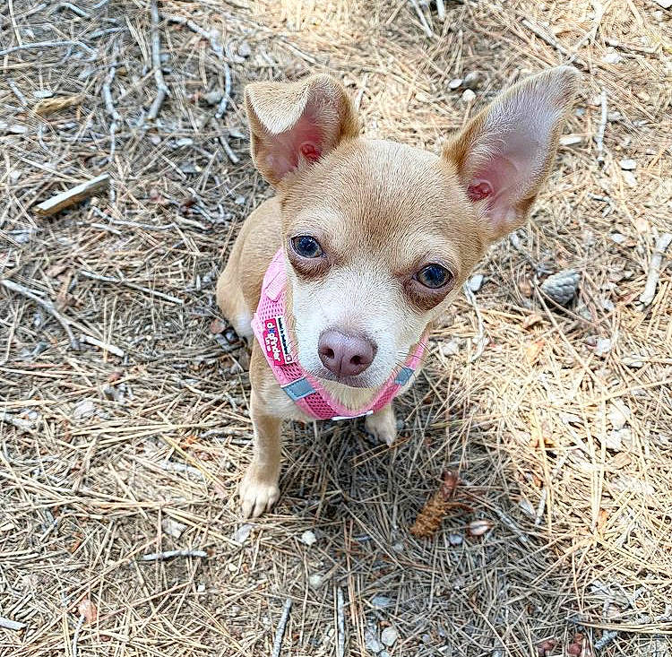 Poupette a rejoint le concours — aidez-le/la à gagner de superbes lots ! canidae, carnivore, companion_dog, dog, dog_breed, eye, fawn, fur, grass, non_sporting_group, snout, soil, sporting_group, terrestrial_animal, terrestrial_plant, toy_dog, whiskers