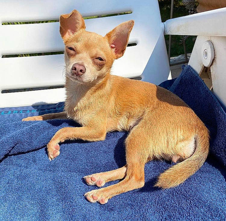 Poupette participe au concours pour gagner de l'argent avec cette photo : blue, canidae, carnivore, companion_dog, dog, dog_breed, fawn, fur, hood, pattern, paw, snout, sporting_group, tail, terrestrial_animal, toy_dog, whiskers, windshield, wood