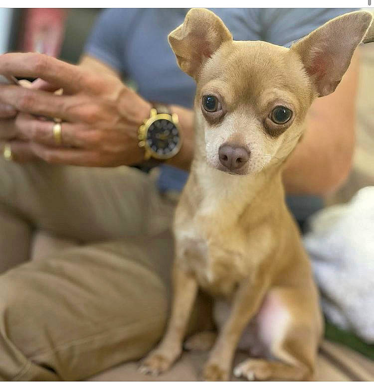 Poupette a rejoint le concours — aidez-le/la à gagner de superbes lots ! canidae, carnivore, chair, chihuahua, companion_dog, corgi_chihuahua, dog, dog_breed, eye, fawn, fur, puppy, russkiy_toy, sitting, terrestrial_animal, toy_dog, watch, whiskers, working_animal, wrist