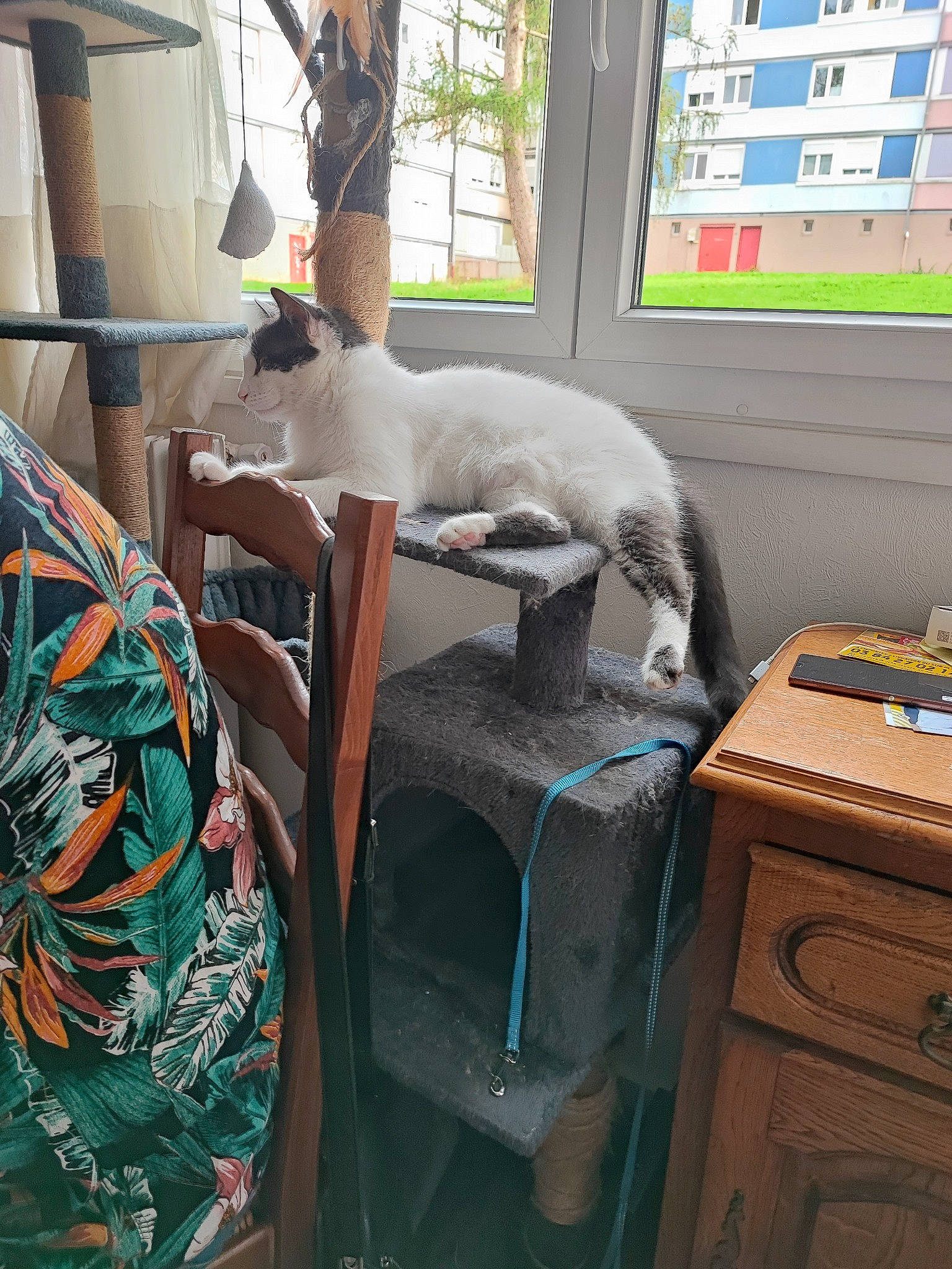 Paul a rejoint le concours — aidez-le/la à gagner de superbes lots ! carnivore, cat, cat_supply, chair, comfort, desk, drawer, felidae, fur, hardwood, interior_design, living_room, room, small_to_medium_sized_cats, table, tail, whiskers, window, window_blind, wood