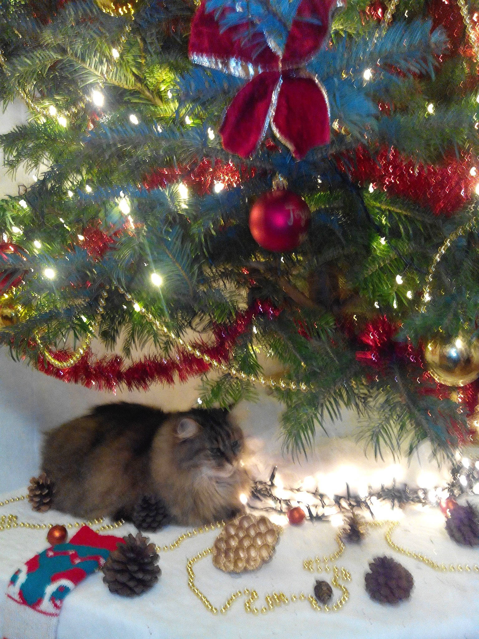 Smiley a rejoint le concours — aidez-le/la à gagner de superbes lots ! cat, christmas, christmas_decoration, christmas_eve, christmas_ornament, christmas_tree, conifer, decoration, event, evergreen, fawn, felidae, holiday, holiday_ornament, light, ornament, small_to_medium_sized_cats, tradition, whiskers, winter