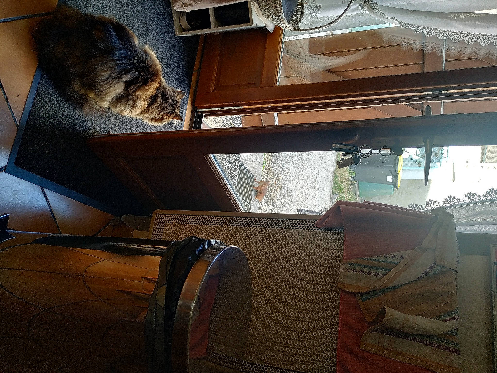 Smiley participe au concours pour gagner de l'argent avec cette photo : auto_part, automotive_design, automotive_exterior, automotive_lighting, automotive_tire, comfort, felidae, flooring, hardwood, hat, interior_design, light, motor_vehicle, room, trunk, vehicle, vehicle_door, whiskers, windshield, wood