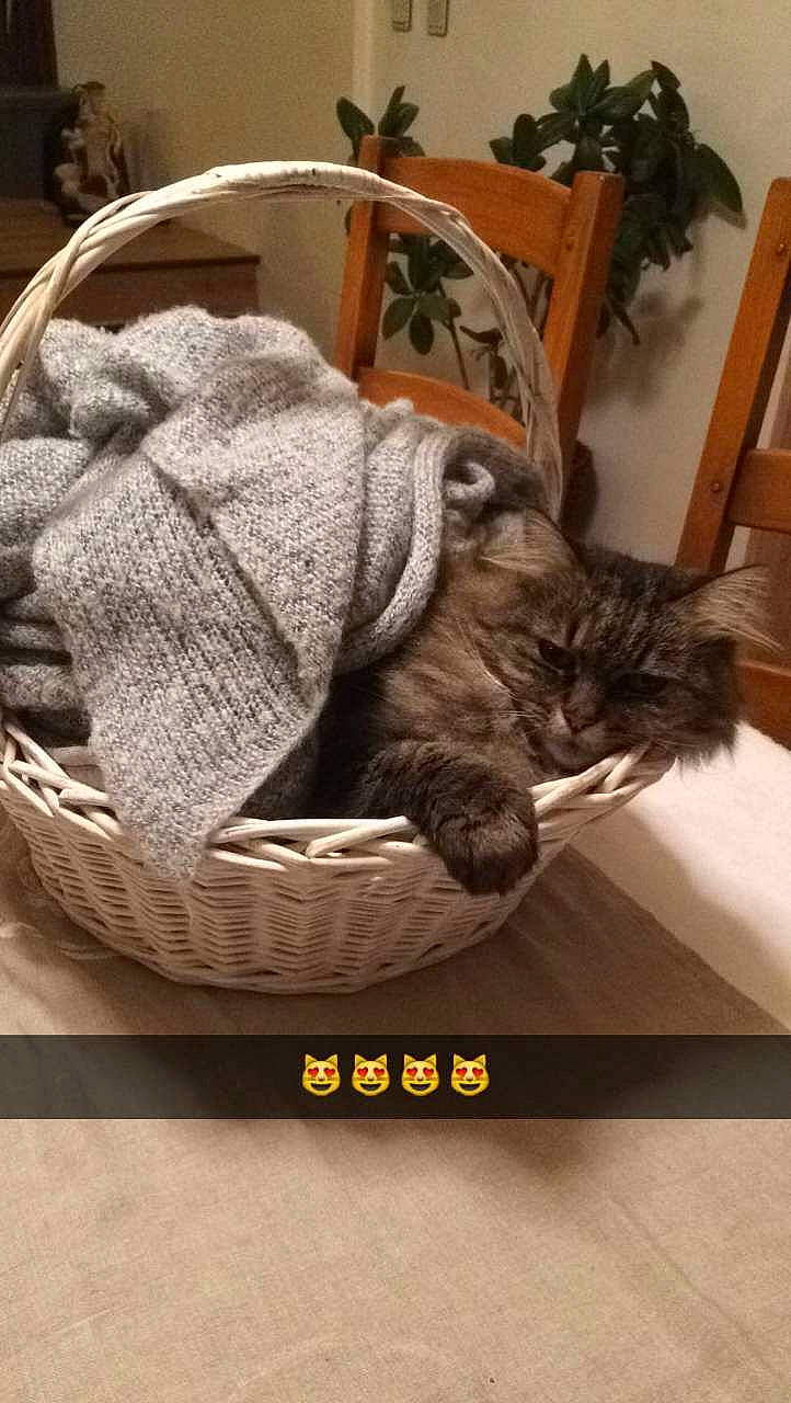 Smiley a rejoint le concours — aidez-le/la à gagner de superbes lots ! art, carnivore, cat, chair, comfort, domestic_short_haired_cat, felidae, flooring, fur, grey, houseplant, picture_frame, plant, small_to_medium_sized_cats, snout, tail, whiskers, window, wood, wool