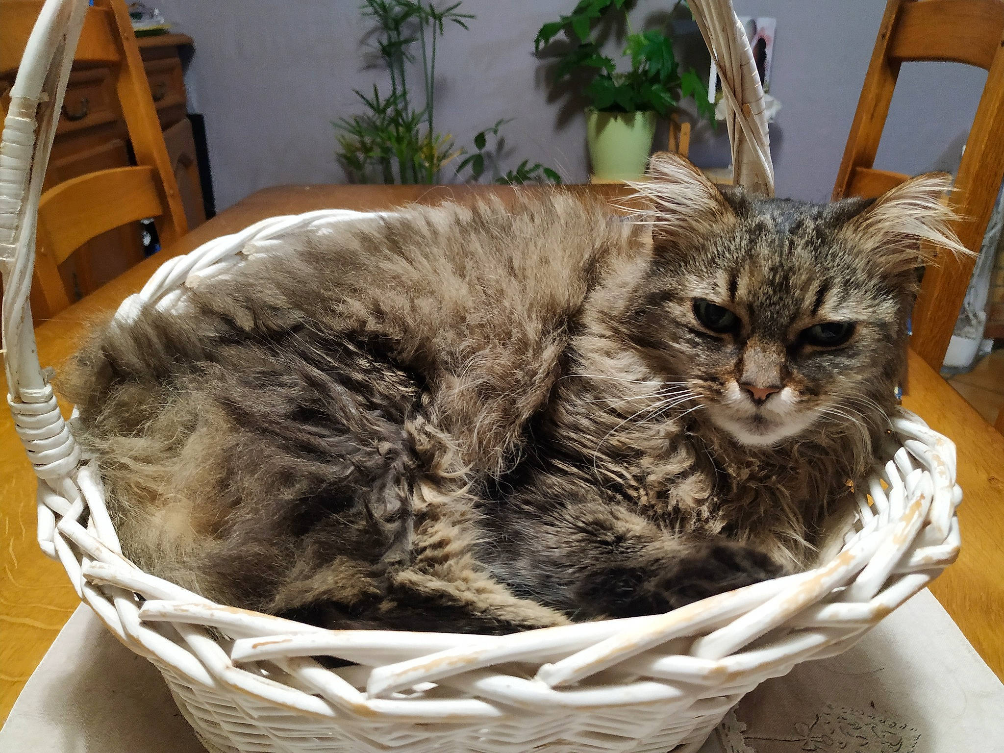 Smiley a rejoint le concours — aidez-le/la à gagner de superbes lots ! basket, box, carnivore, cat, cat_supply, chair, comfort, domestic_short_haired_cat, felidae, flowerpot, fur, home_accessories, houseplant, plant, selkirk_rex, small_to_medium_sized_cats, storage_basket, whiskers, wicker, wood